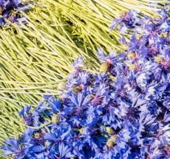 Fleurs de Thé à Infuser Fleurs des Bois Bio - 2 bouquets (10 tasses) - HORAE