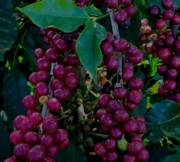 250 g - Café en grain - Das Almas - BONANZA COFFEE