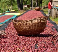 200 g - Café en grain - Ethiopie Biloya - LUGAT