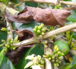 250 g - Café en grain - Inde Malabar - LUGAT