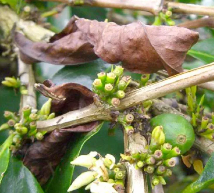 250 g - Café en grain - Inde Malabar - LUGAT