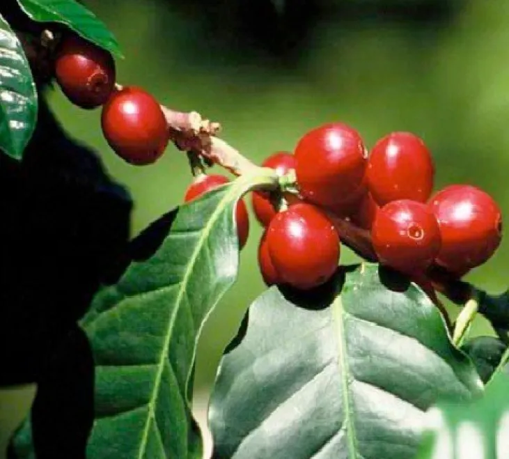 250 g - Café en grain - Inde Malabar - LUGAT