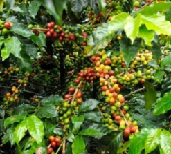 250 g - Café en grain - La Esperanza Bio - LUGAT