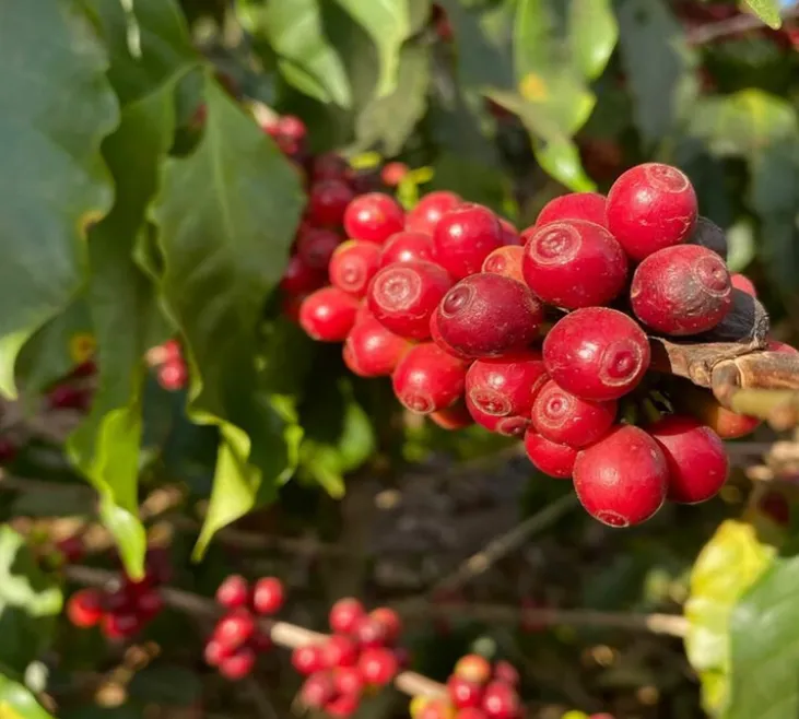 250 g - Café en grain - Los Naranjales - THE BARN