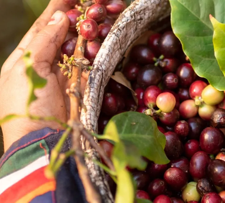 500 g - Café en grain - Terres d'Afrique - L'OR