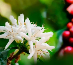 500 g - Café en grain - Terres d'Amazonie - L'OR
