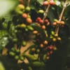 250 g - Café en grain - Water Decaf Bio - LE PIANTAGIONI DEL CAFFÈ