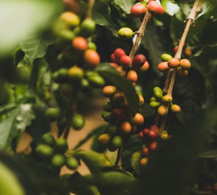 250 g - Café en grain - Water Decaf Bio - LE PIANTAGIONI DEL CAFFÈ