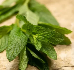 Thé Vert à la Menthe - Vrac 100g - DAMMANN FRÈRES