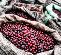 2x500g - Café vert bio Mexique région Altura Sueno décaféiné à l'eau